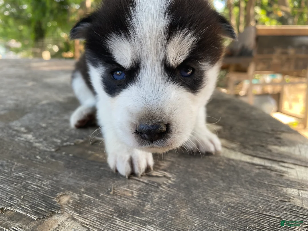 Mixed Breed dogs for sale: Blue - Ad 2
