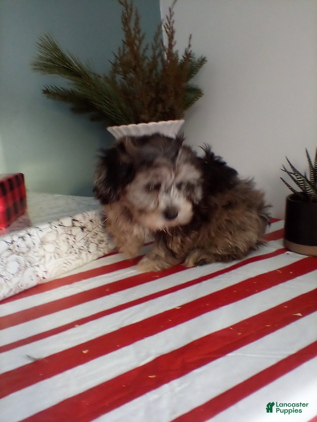 Lhasapoo dogs for sale: Koko - Ad 3