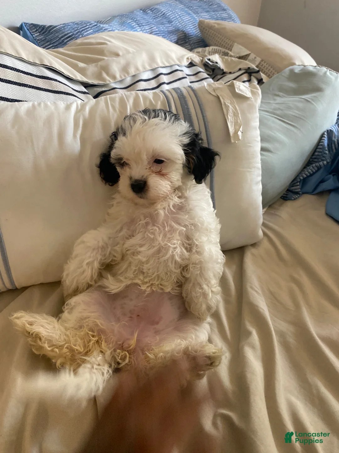 Maltipoo dogs for sale: Maltipoo Puppy 4 - Ad 2