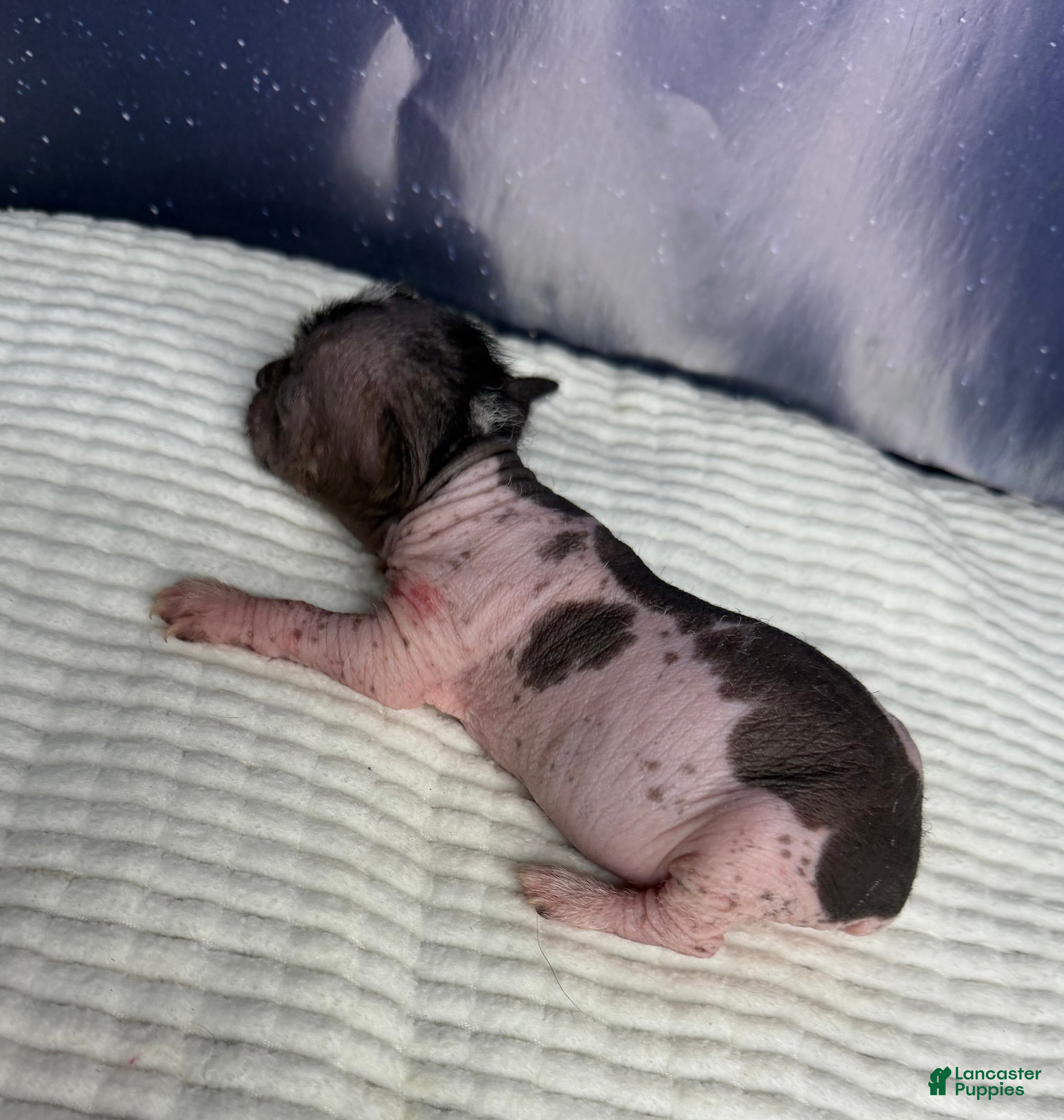 Mixed Breed dogs Mixed Breed Puppy 1 - Ad 2