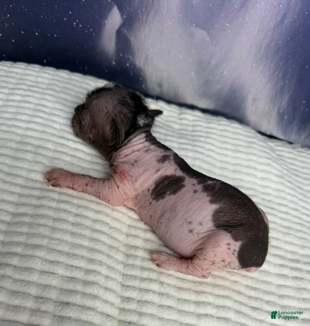 Mixed Breed dogs for sale: Mixed Breed Puppy 1 - Ad 2