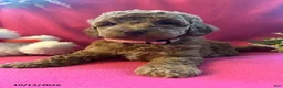 Cockapoo dogs for sale: Shylow - Ad 1