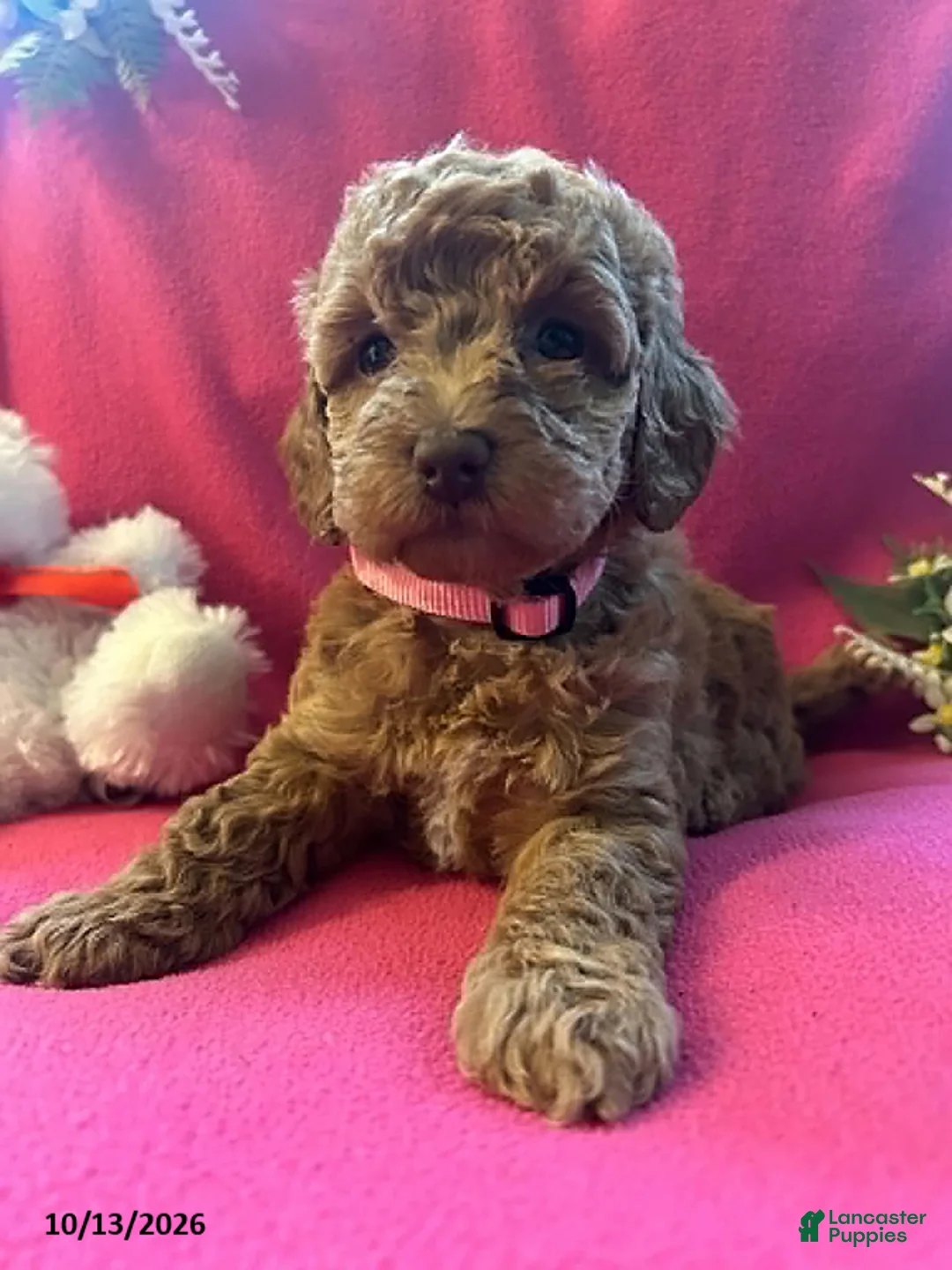 Cockapoo dogs for sale: Shylow - Ad 1