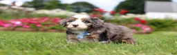 Mini Bernedoodle dogs for sale: Ollie - Ad 7