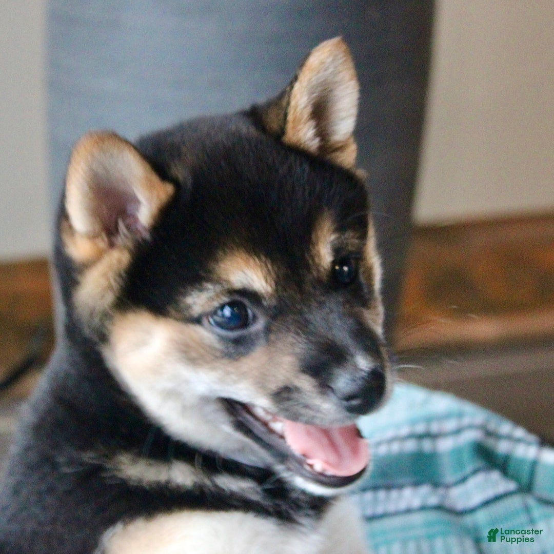 Shiba Inu dogs for sale: Shelby - Ad 4