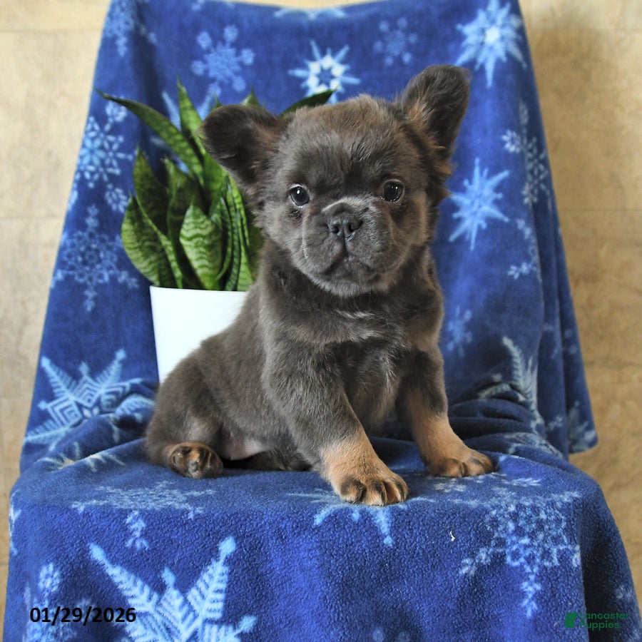 French Bulldog dogs Indie - Ad 9