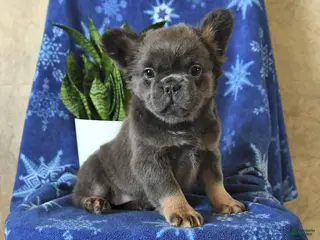 French Bulldog dogs Indie - Ad 9