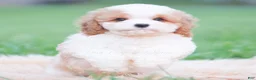 Cavapoo dogs for sale: Jett - Ad 8