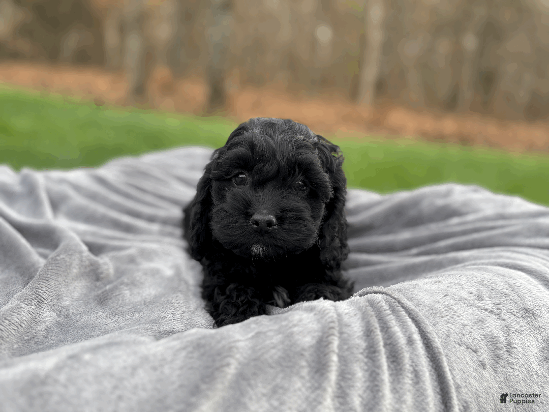 Cockapoo dogs for sale: Blaze - Ad 6