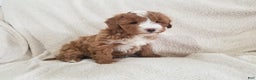 Mini Goldendoodle dogs for sale: Mini Goldendoodle Puppy 2 - Ad 2