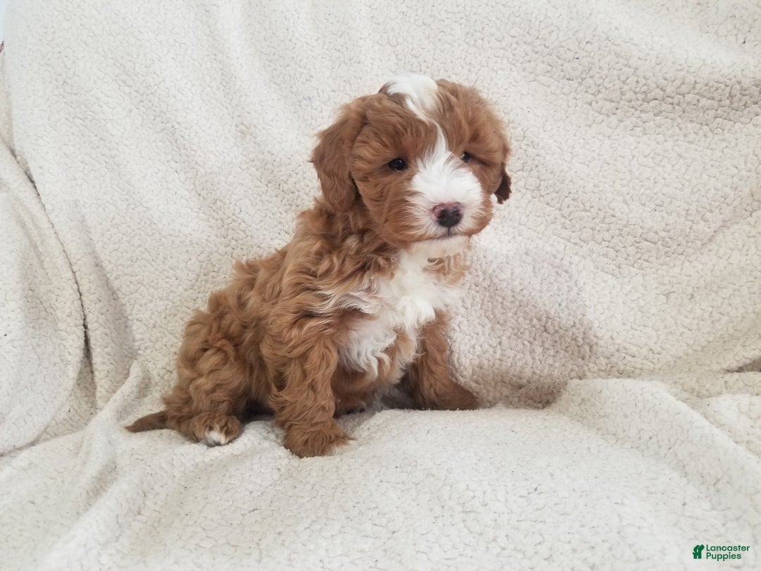 Mini Goldendoodle dogs for sale: Mini Goldendoodle Puppy 2 - Ad 2