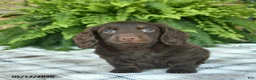 Miniature Dachshund dogs for sale: Owen  - Ad 2