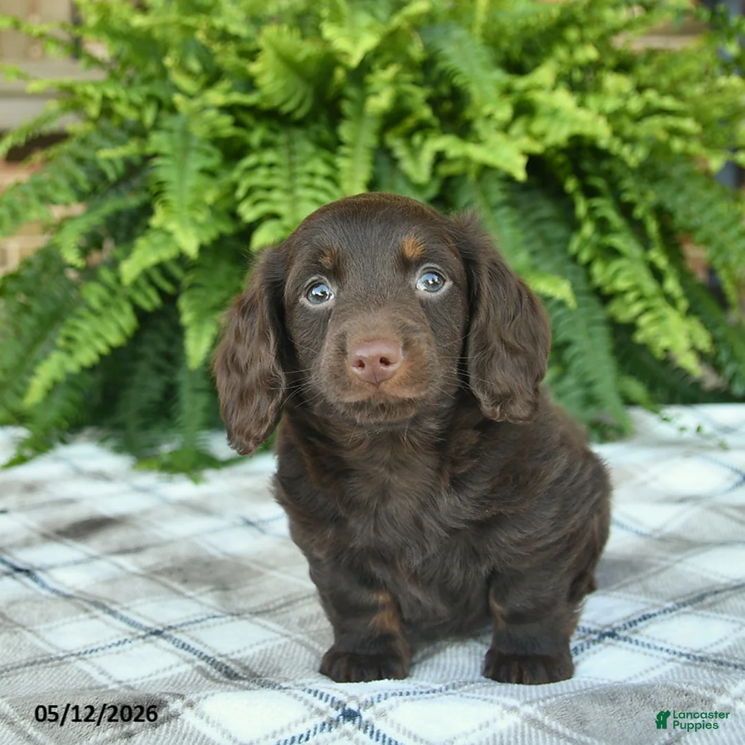 Miniature Dachshund dogs for sale: Owen  - Ad 2
