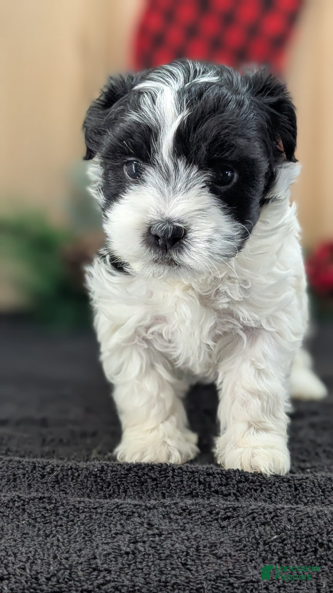 Havanese dogs for sale: Zya - Ad 6
