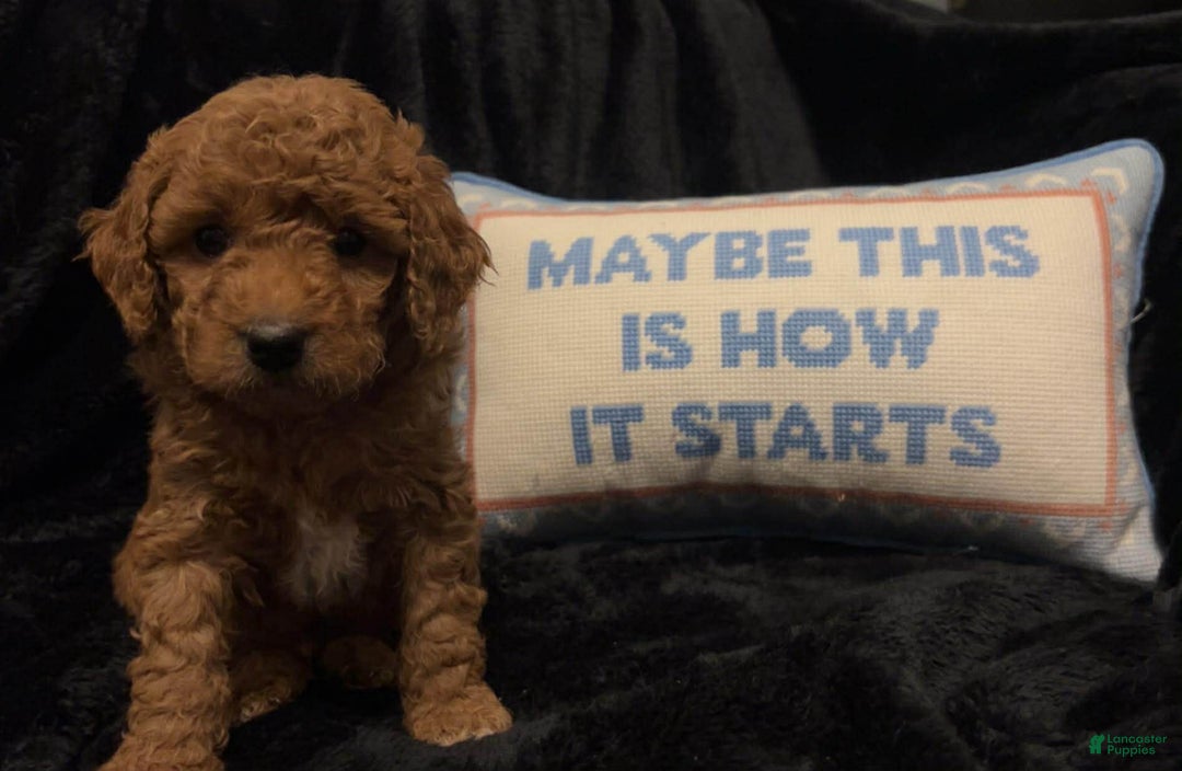 Mini Goldendoodle dogs for sale: Mr Waffles - Ad 7