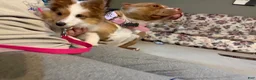 Mixed Breed dogs for sale: Gemma - Ad 8