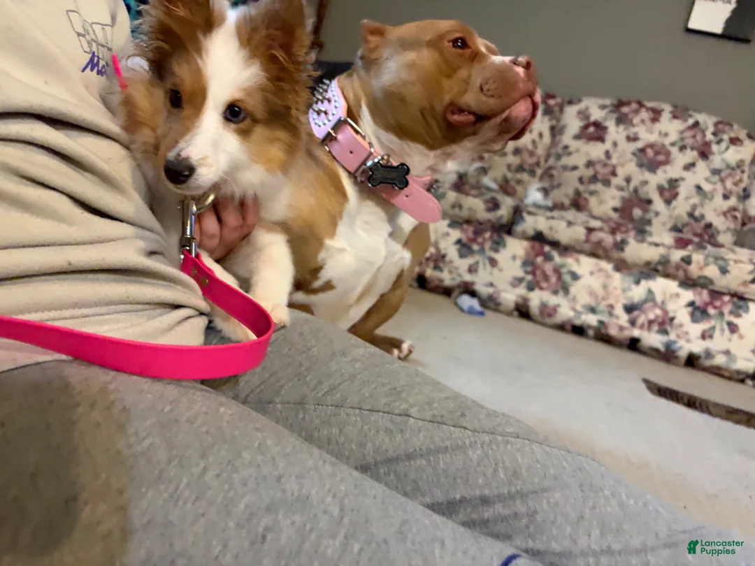 Mixed Breed dogs for sale: Gemma - Ad 8