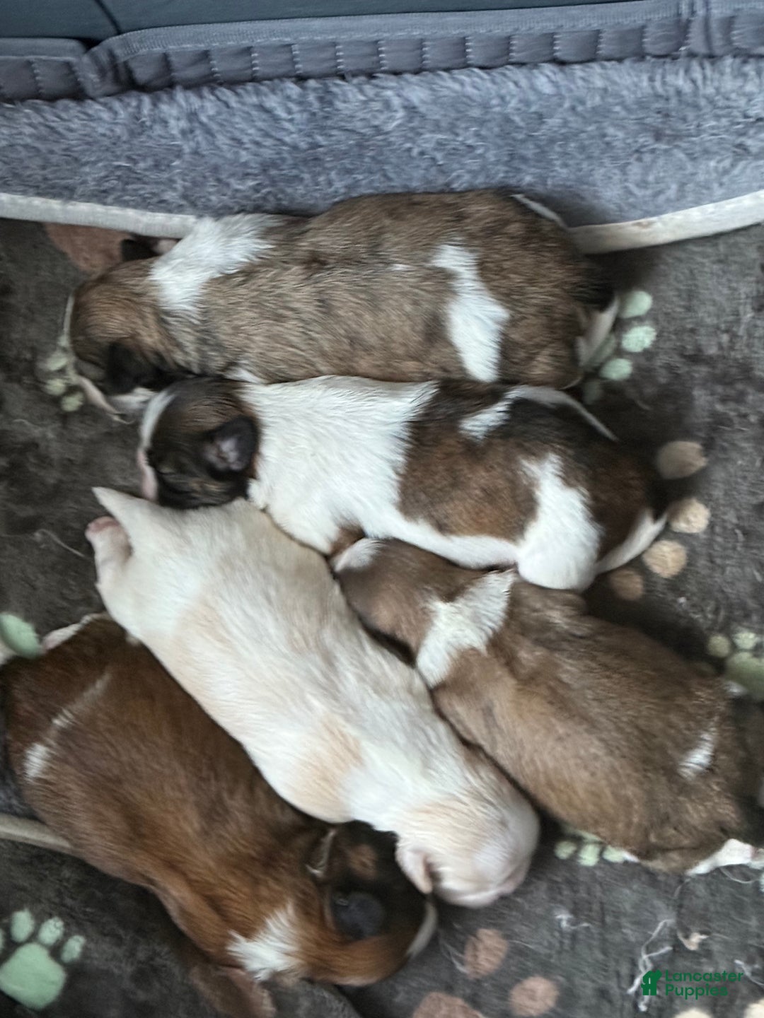 Shih Tzu dogs for sale: Shih Tzu Puppy 1 - Ad 2