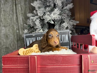 Miniature Dachshund dogs Russian AKC boy - Ad 14