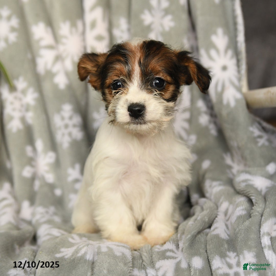 Mixed Breed dogs for sale: Mary Ann - Ad 3