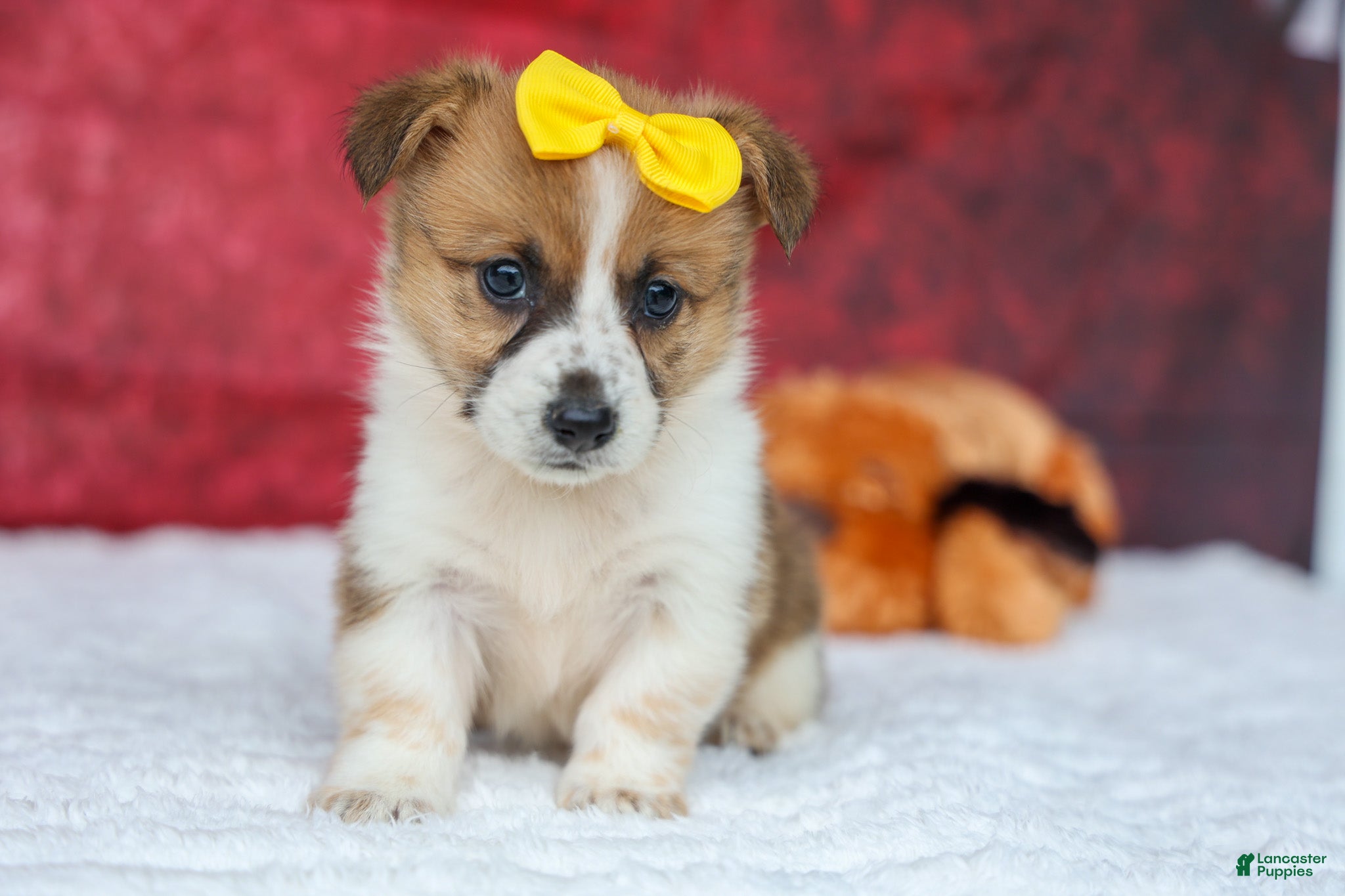 Welsh Corgi Pembroke dogs Ariel 💕 - Ad 1