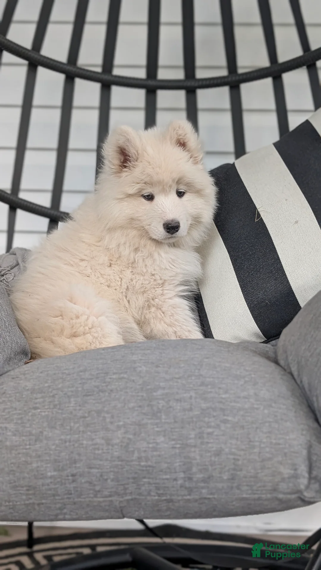Samoyed dogs for sale: Emma - Ad 1