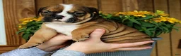 Olde English Bulldogge dogs for sale: Ridge - Ad 2