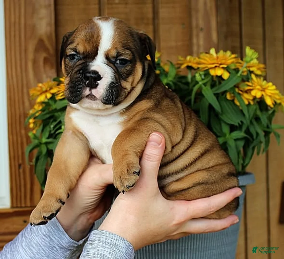 Olde English Bulldogge dogs for sale: Ridge - Ad 2