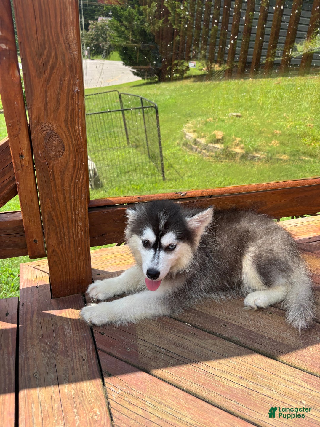 Pomsky dogs for sale: Onyx - Ad 5