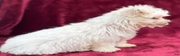 Maltese dogs for sale: Maltese 1 - Ad 3