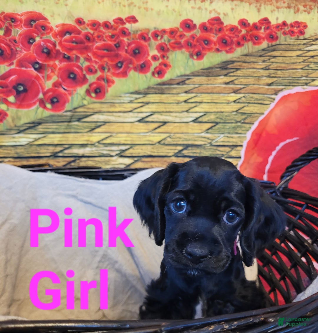 Cockapoo dogs for sale: Pink Girl  - Ad 16