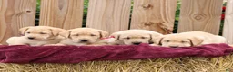 Labrador Retriever dogs for sale: Rory  - Ad 6