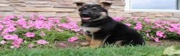 German Shepherd dogs for sale: Hank - Ad 7