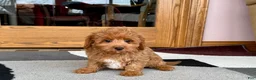 Cockapoo dogs for sale: Leona F1b - Ad 7