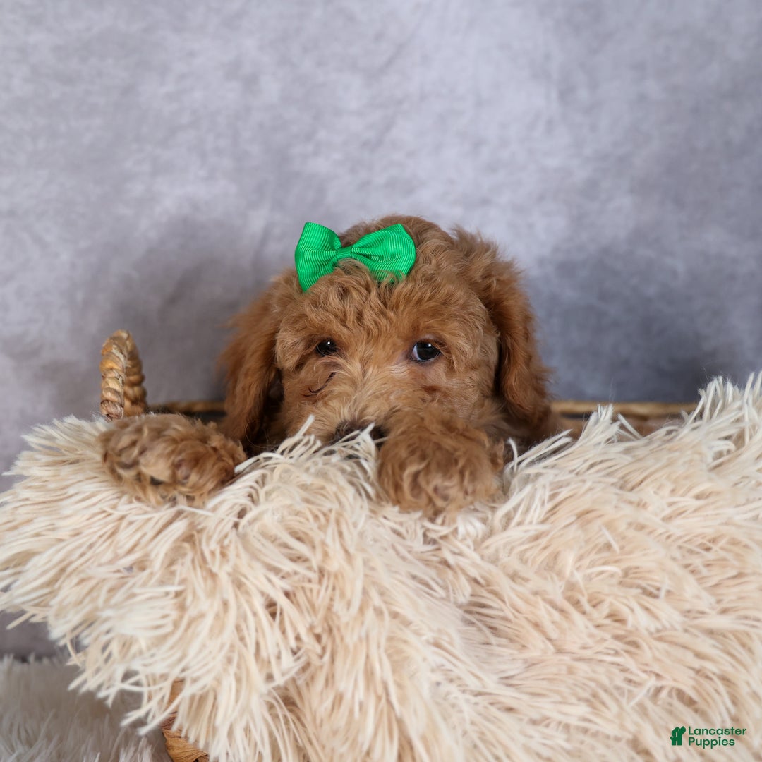 Shihpoo dogs for sale: Elmo - Ad 7