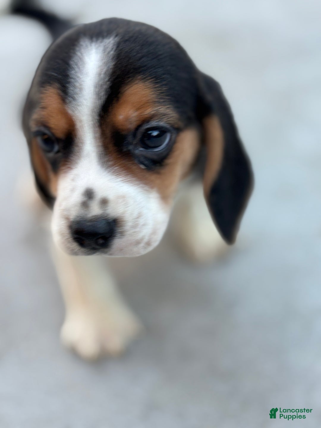 Beagle dogs for sale: Finn - Ad 4