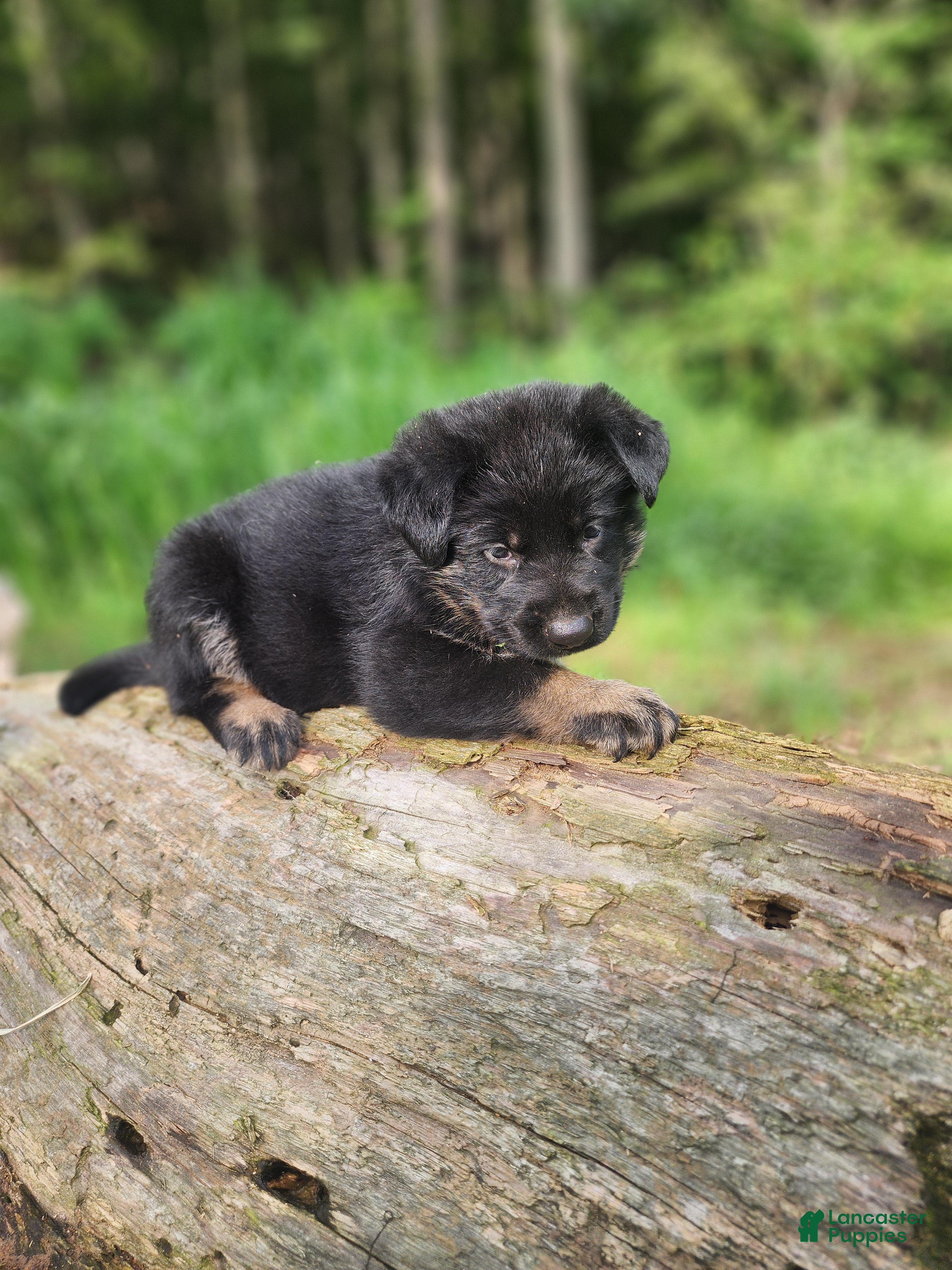 German Shepherd dogs Trek - Ad 2