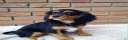 Cavalier King Charles Spaniel dogs for sale: Millie - Ad 5