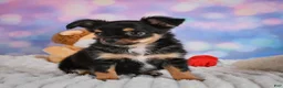 Chihuahua dogs for sale: Elvis - Ad 12
