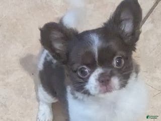 Chihuahua dogs Green Eyed Apple Head LC Chihuahua - Ad 3