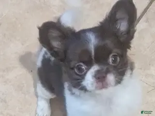 Chihuahua dogs Green Eyed Apple Head LC Chihuahua - Ad 3