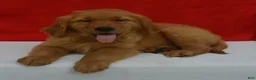 Golden Retriever dogs for sale: Logan - Ad 3