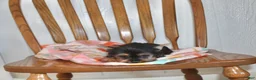 Yorkshire Terrier dogs for sale: Angie - Ad 6