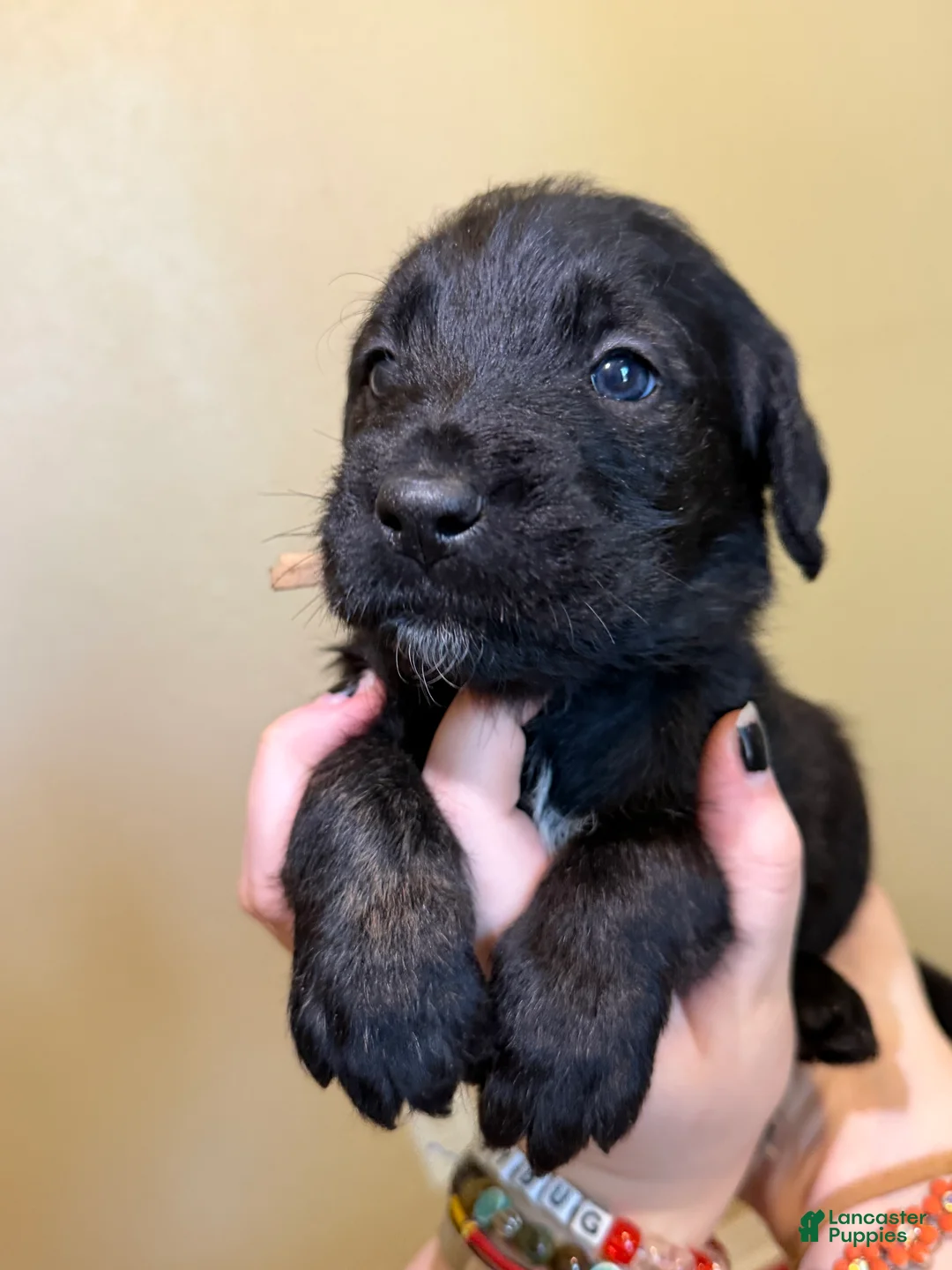 Mixed Breed dogs for sale: Nugget - Ad 2