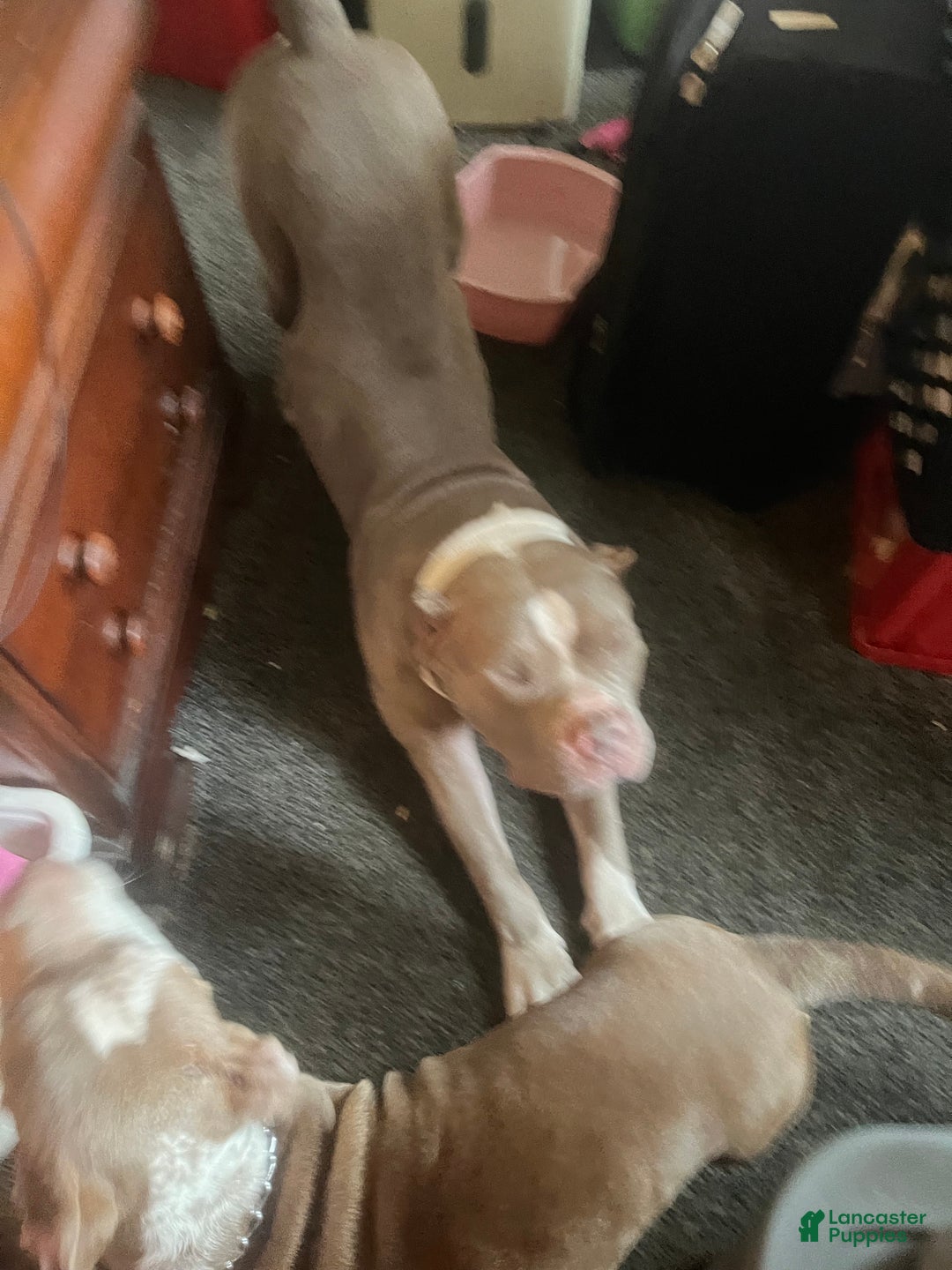 American Bully dogs for sale: American Bully  - Ad 6