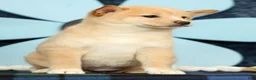Shiba Inu dogs for sale: Kayla - Ad 7