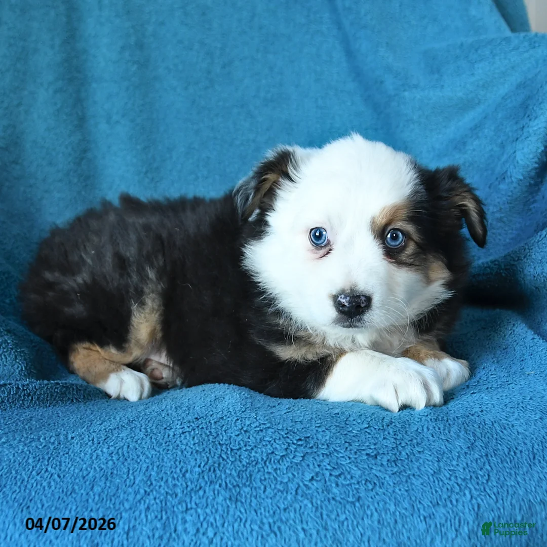 Miniature Australian Shepherd dogs for sale: Peggy - Ad 3