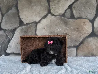Shihpoo dogs for sale: Shelly - Ad 2