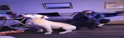 Mixed Breed dogs for sale: Mixed Breed 2 - Ad 2