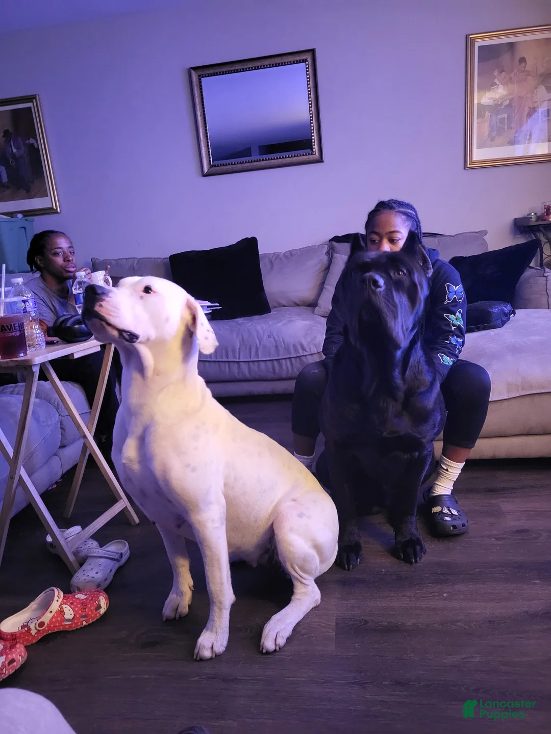 Mixed Breed dogs for sale: Mixed Breed 2 - Ad 2